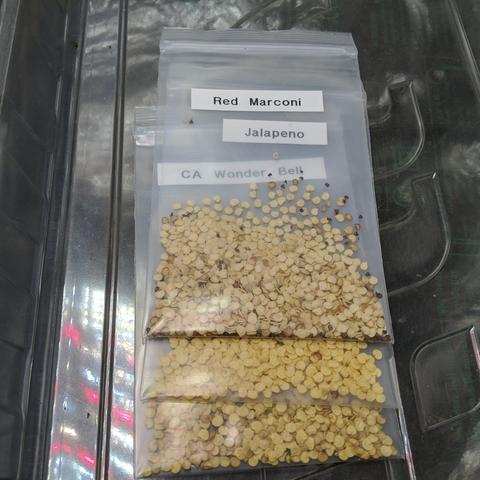 A square cropped photo showing 3 heavy duty plastic zip bags that contain capsicum seeds. They are labeled and the two lower bag labels are visible through the bags stacked on top but offset vertically. There are hundreds of seeds in each bag that are generally a dark cream colored.