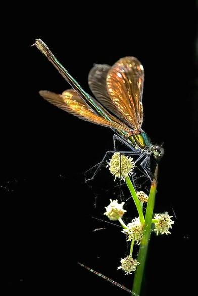 Foto de una hembra de Calopteryx virgo
