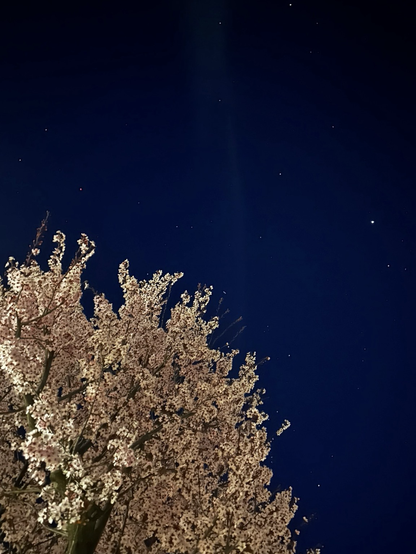 Nous voyons un très joli amandier en fleurs avec le le ciel étoilé, Audrey, la planète Mars d’une couleur rouge et à droite saturne et Jupiter qui brille au-dessus plus intensément