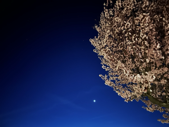Ici, nous revoyons ce magnifiquement bien en fleurs, avec au fond, un ciel bleu nuit, un bleu dégradé de plus en plus intense sur les côtés de la photo et Vénus qui brille