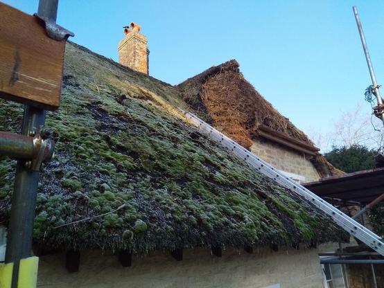 The original thatch in situ, with lots of moss sitting atop the thatch, as it hadn't been replaced in decades