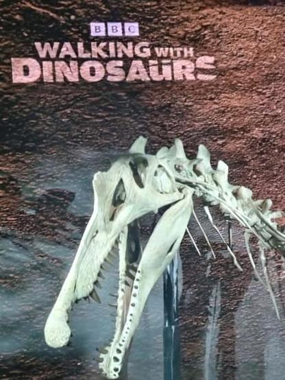 The head and neck of a Spinosaurus aegyptiacus skeletal reconstruction mounted in front of a promotional screen showing the title of the upcoming BBC documentary series "Walking With Dinosaurs". This display was part of the annual BBC Studios Showcase in London on the 24th of February 2025.