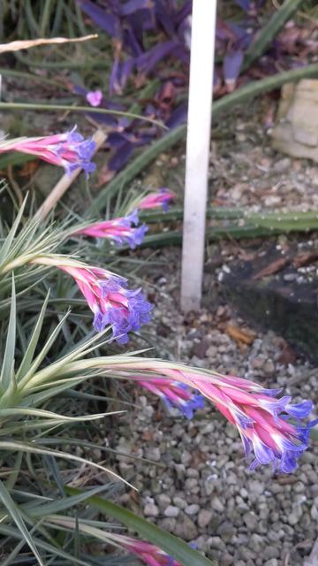 Fleur aux couleurs de Nymphali, serre à Tübingen