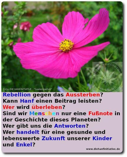 27.02 2025 Screenshot Hausarbeit "Gedanken über die Zukunft unserer Kinder und Enkel" - Die Arbeit basiert auf der einfachen Frage WARUM IST CANNABIS VERBOTEN [Cannabis ist der lateinische Name der Hanfpflanze]

Bild einer Blume aus meinem Garten und Fragestellungen zur Zukunft unserer Kinder und Enkel. 

2011 - 2016 DIE HANFINITIATIVE jeder Beitrag im Internet veröffentlicht zeitgleich :-) für die Doku und den Roman.

BTW. Ich benutze Farbcodes intuitiv. Blau war meine Lieblingsfarbe, bevor sie von den Faschisten gekapert wurde. Nicht dass das zu Missverständnissen [optischundpolitisch] führen kann. :-)