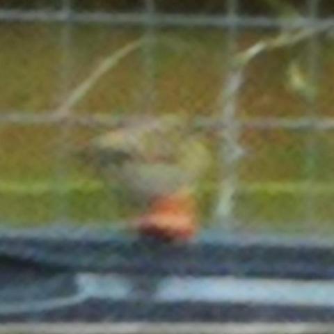 Wazige uitsnede van een nog waziger klein vogeltje op een compostbak. De oranje vlek zijn niet z'n eendepootjes, maar de sluiting van de bak.