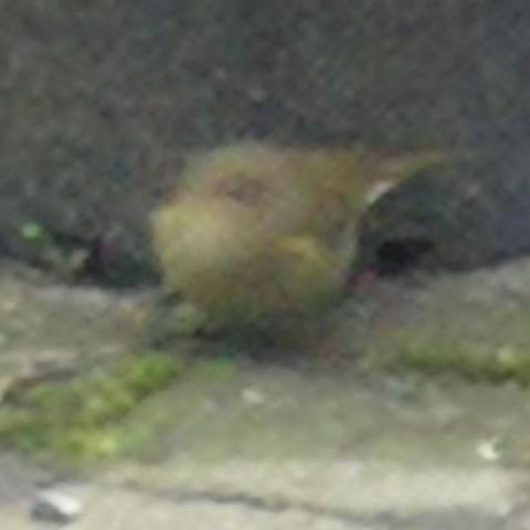 Bewegend groenbruin vogeltje op een toch al wazige uitsnede. Het vogeltje zit op de bestrating van betonnen steentjes, voor een zwarte bloempot.