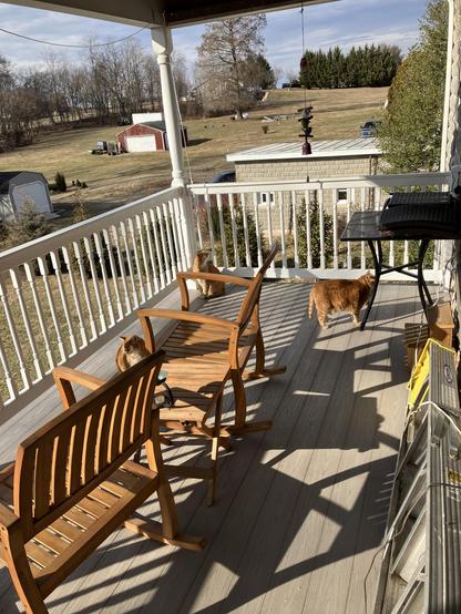 Scooby, Sibby, & Pip (3 ginger Tabby’s) soak up the sun on a beautiful Spring-like day on their catio.