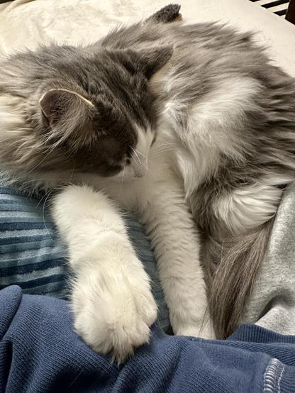 Thor, a fluffy grey and white bicolor half-Ragdoll cat, sleeping while putting in right front paw on the arm of a human wearing a faded blue hoodie. It’s me. I’ve been touched by a dingus. #Blessed. 