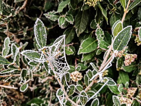 Vue d un buisson, pris en photo de près.
Une toile d araignée pend entre ses feuilles. La toile est gelée, blanche et développe des petit puces de gelé, tout comme sur les feuilles dont les contours sont blanc de givre.
Le tout semble irréel, entre le vert du buisson et le blanc du givre.