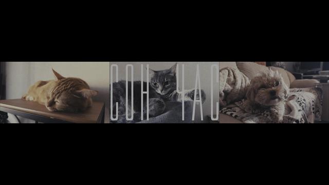 Сон час #cat #dog #maltipoo Edited in #DavinciResolve 
https://www.bobarev.com/sleephour

Music by Jenova 7
https://soundcloud.com/jenova-7

Любимая работа - это реально
https://www.jjbk.ru