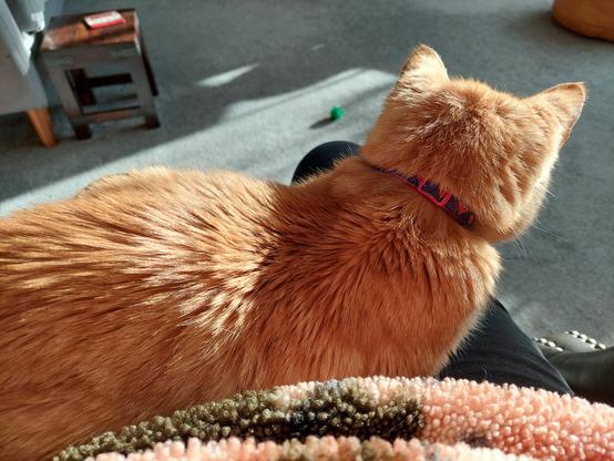Ginger Tom George listening to Desert Island Discs on a sunny morning
