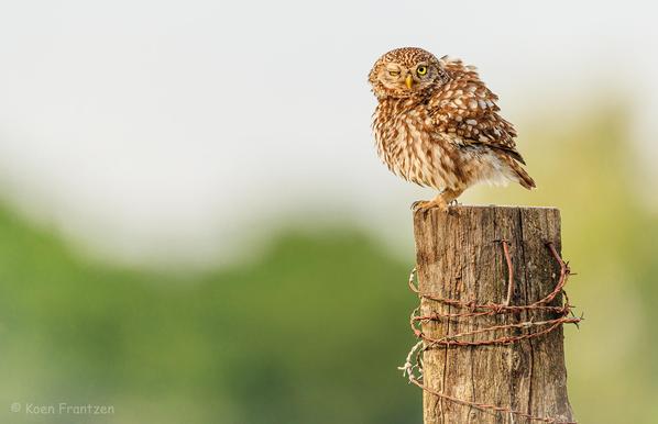 Little Owl winking at me.... :) 