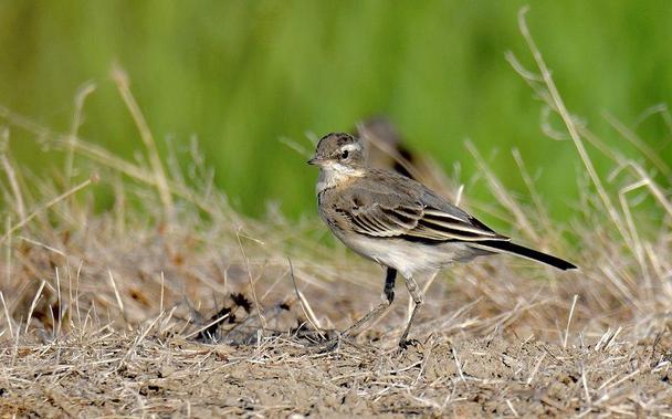 Juvenil de lavandera boyera (Motacilla flava). Foto: Luiz Lapa en Wikipedia ( https://commons.wikimedia.org/wiki/File:Alv%C3%A9ola-amarela,_juvenil,_Western_Yellow_Wagtail,_juvenile_(51606780524).jpg )