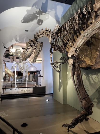 Fossil skeleton of the predatory dinosaur Allosaurus (SMA 0005) standing opposite an oversized replica of a magpie skeleton at the UZH Natural History Museum.