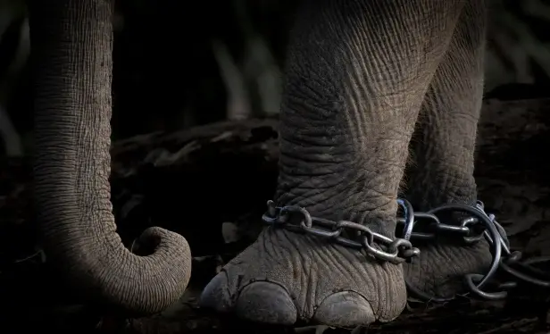 A chained Asian elephant.