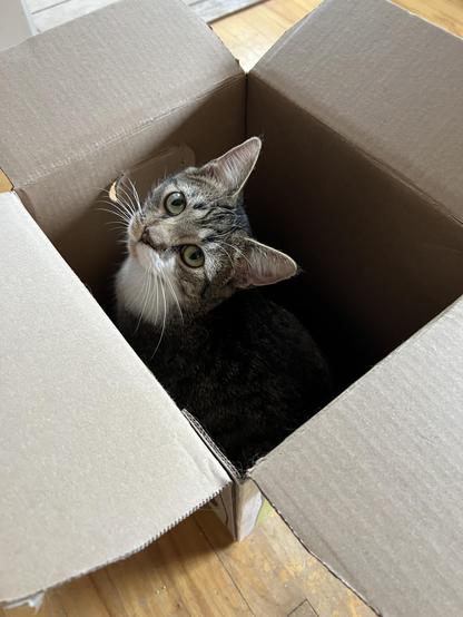 Tabby kitten in a box