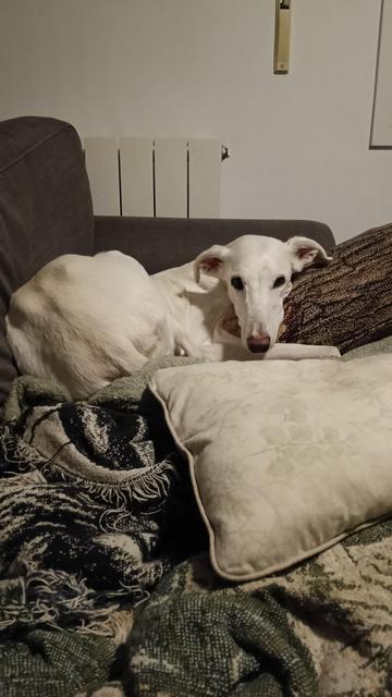 Una galga de color blanco tumbada sobre un cojín en forma de tronco y mirando hacia la cámara (la perra, no el cojín). Tiene cara de estar harta de que le haga fotos. Ella quiere dormir tranquila. Y posiblemente comer chuches.