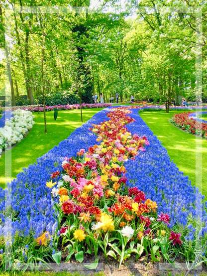 A picture of blue and yellow flowers 