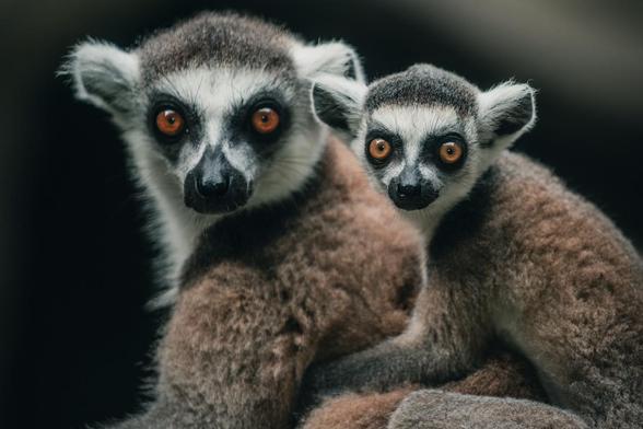 10 Unique Animals & Plants You'll See in Masoala National Park, Madagascar