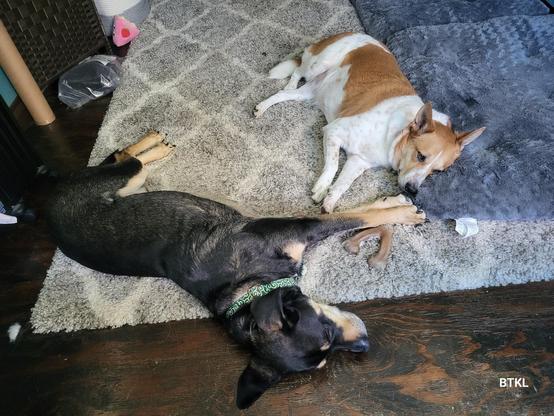 Two dogs, one a red heeler and the other a black and tan leggy boi, laying on a gray rug almost touching paws