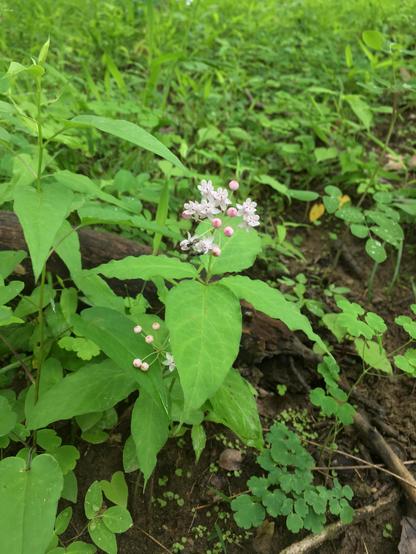 Flowering Four leaved milkweed plant in situ in calcareous woodland understory. Pink edged white milkweed flowers at center of image