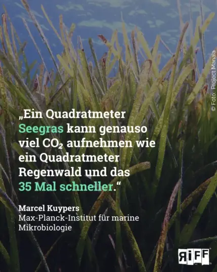 Seegras auf dem Meeresboden. "Ein Quadartmeter Seegras kann genau so viel CO2 aufnehmen, wie ein Quadratmeter Regenwald und das 35 mal schneller".
