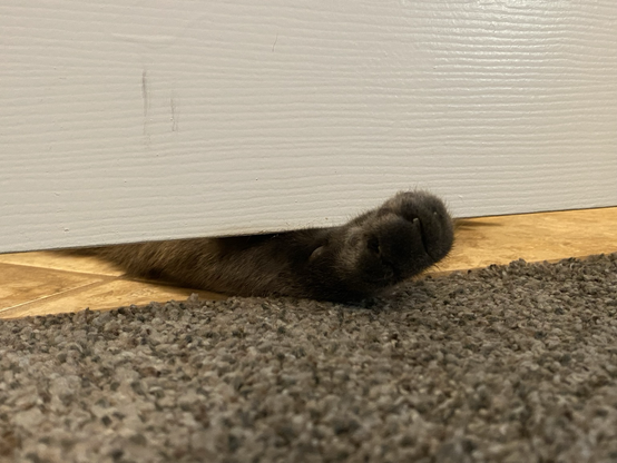 A grey cat paw under the door playing. 