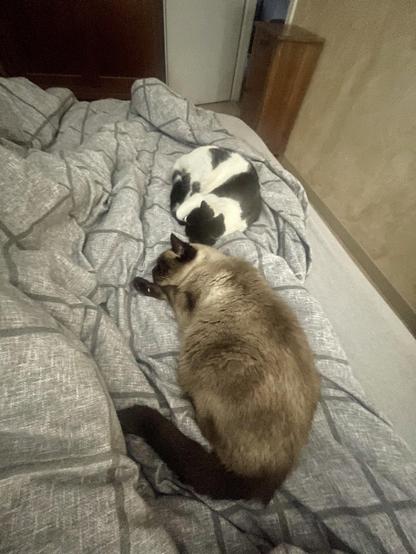 Two cats are resting on a wrinkled gray blanket. One cat is black and white, curled up, while the other is a light brown Siamese cat, lying stretched out nearby. The background shows a room with light-colored walls and wooden furniture