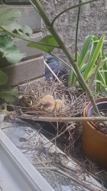 Deux bébés pigeons de 1 jour dans un nid sur un rebord de fenêtre.
La mère est juste derrière, elle attend que je m'éloigne et referme la fenêtre