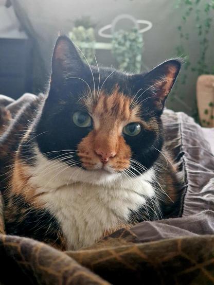 Tortoiseshell cat on sheets looking in the camera, a close-up from the front. Lighting from behind emphasis the white whiskers. 