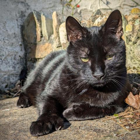 Black cat sunning itself out on the patio. Facing the camera, one paw outstretched, the other tucked under.
