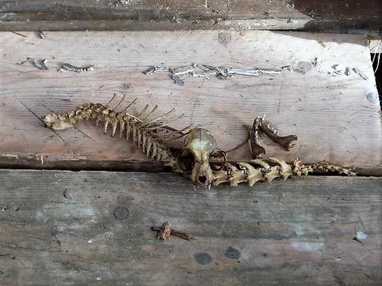 The cat skeleton found in the roof.