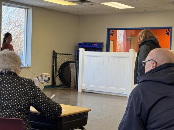 A yellow Labrador on a leash is in a training session inside a bright room. Two women are handling the dog while two people observing. One woman stands behind the dog, and the other is facing them. 
