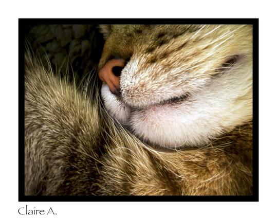 Museau d'un chat content de type Bengale, qui dort sur mon lit
Celui-là, quand il dort, rien ne peut le réveiller!