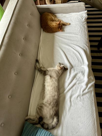 Doots, a one-eyed Lynx Point Siamese cat, stretched waaaay out on a cream blanket on a grey sofa, and Loki, an orange tabby, curled up in the top corner of the sofa. Doots is a long baguette and Loki is a pumpkin croissant 🥐 