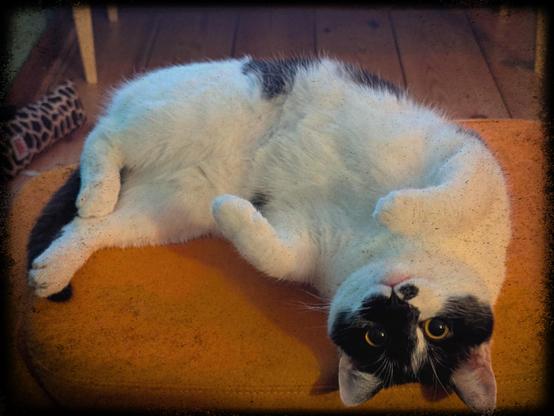 Lemon the cat lying on a footstool, belly up and her head upside down, looking at the camera