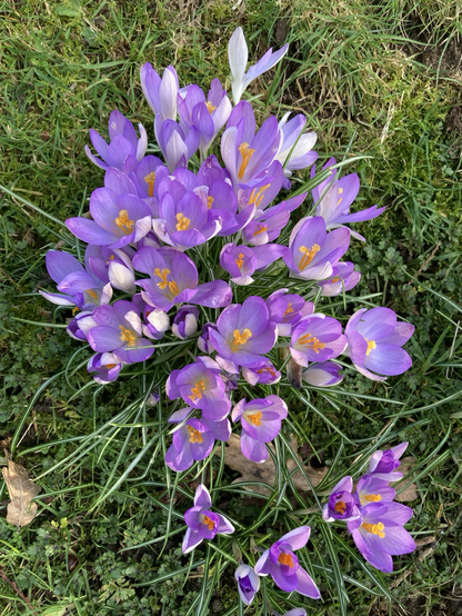 A cluster of light purple crocuses in the grass.