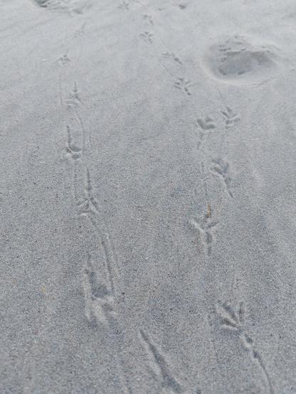 Fußspuren von Möwen im Sand
