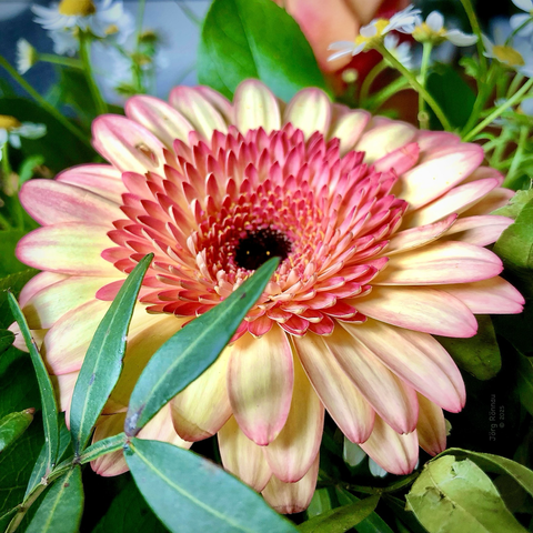 Das Bild zeigt eine große, hellgelbe Gerbera mit rosa Spitzen an den Blütenblättern im Vordergrund. Der Fokus liegt auf der Gerbera. Im Hintergrund sind unscharf kleine weiße Blümchen und grünes Blattwerk zu sehen. Die Farben sind weich und pastellartig. Das Bild wirkt ruhig und friedlich.