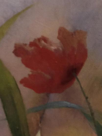 Une fleur de coquelicot fraîchement ouverte aux pétales encore fripés ce qui rend son contour irrégulier. Cela situe la scène au matin.