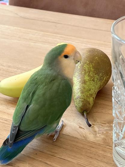 A green and orange parrot is perched on a wooden table next to a banana and a pear, with a glass in the background.