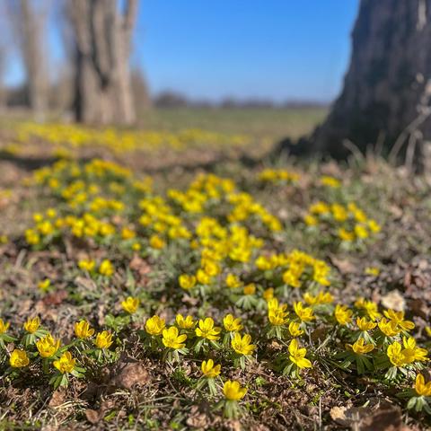 Frühling im Wörlitzer Park