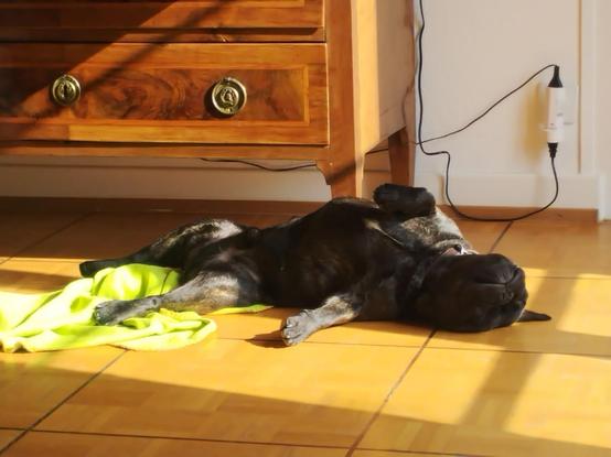 Black French bulldog sleeping at the sun