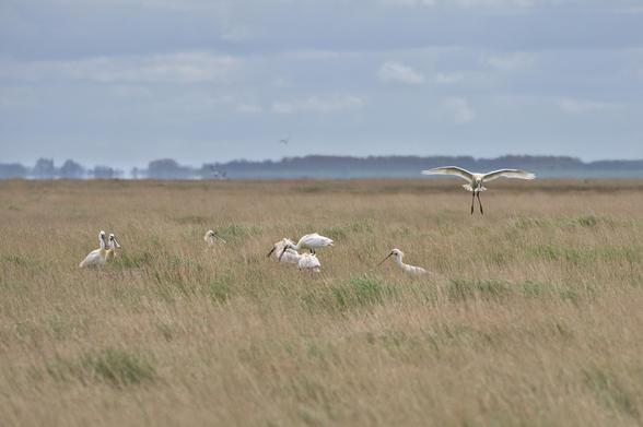 Uitgestrekte vlakte met hoog gras en een groep witte vogels met lange snavels op de voorgrond. Eentje heeft de vleugels wijd gespreid om te landen.