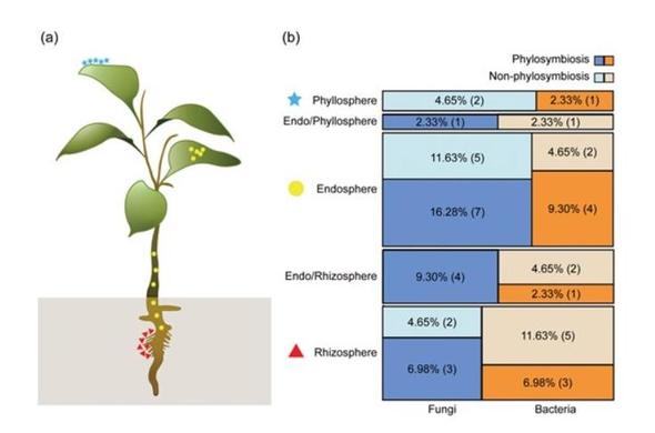 A mosaic plot shows the diversity of phylosymbioses across different plant compartments and microbiome types.