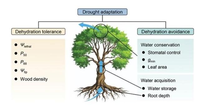 Plants employ two distinct physiological strategies to adapt to drought: dehydration tolerance and avoidance.