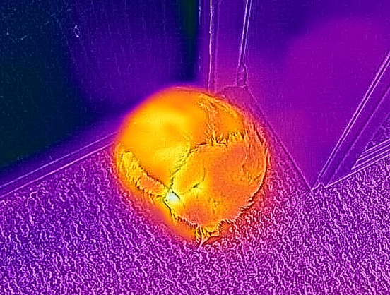 Infrared picture of a cat curled up. 