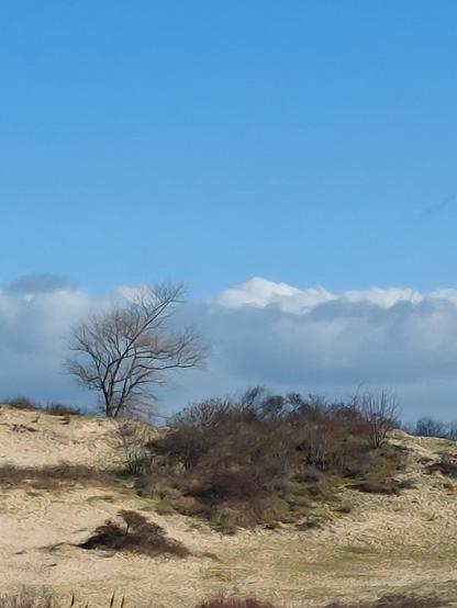 Arbre isolé en arrière plan d'une réserve naturelle dunaire sous un ciel bleu moutonneux