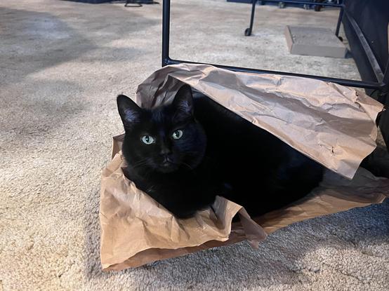 Minna, a small black cat, has made herself a nest in some brown wrapping paper and is staring up out of it with an expression that says  “This is mine now.  Go away.” 