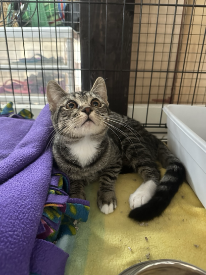 A little tabby kitten